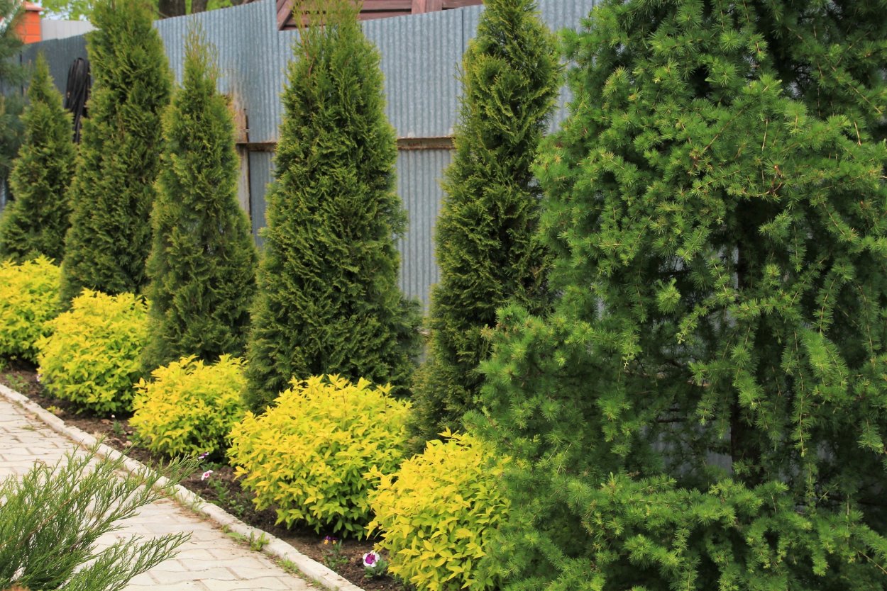 Граб обыкновенный Фастигиата