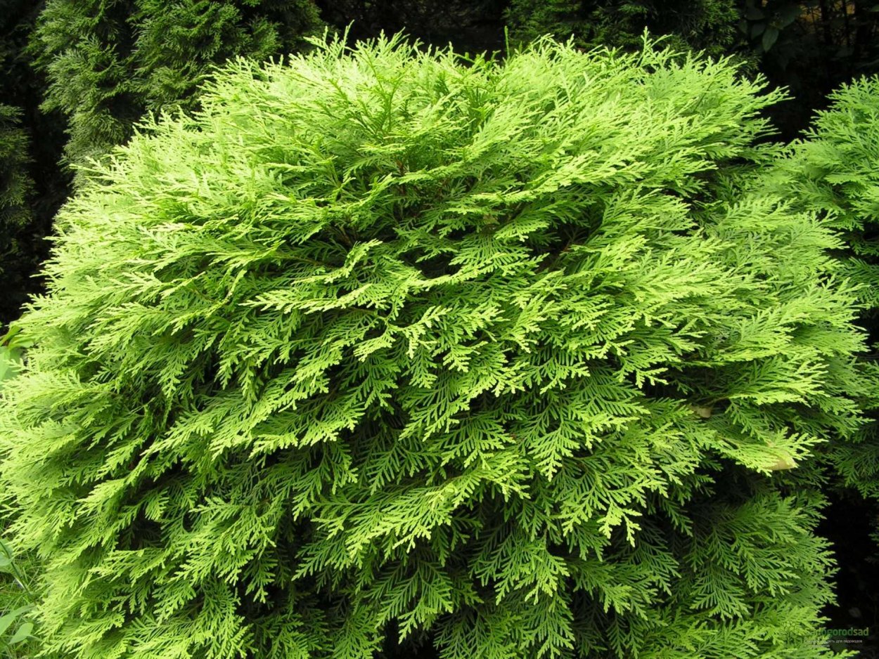 Павлония Живая изгородь