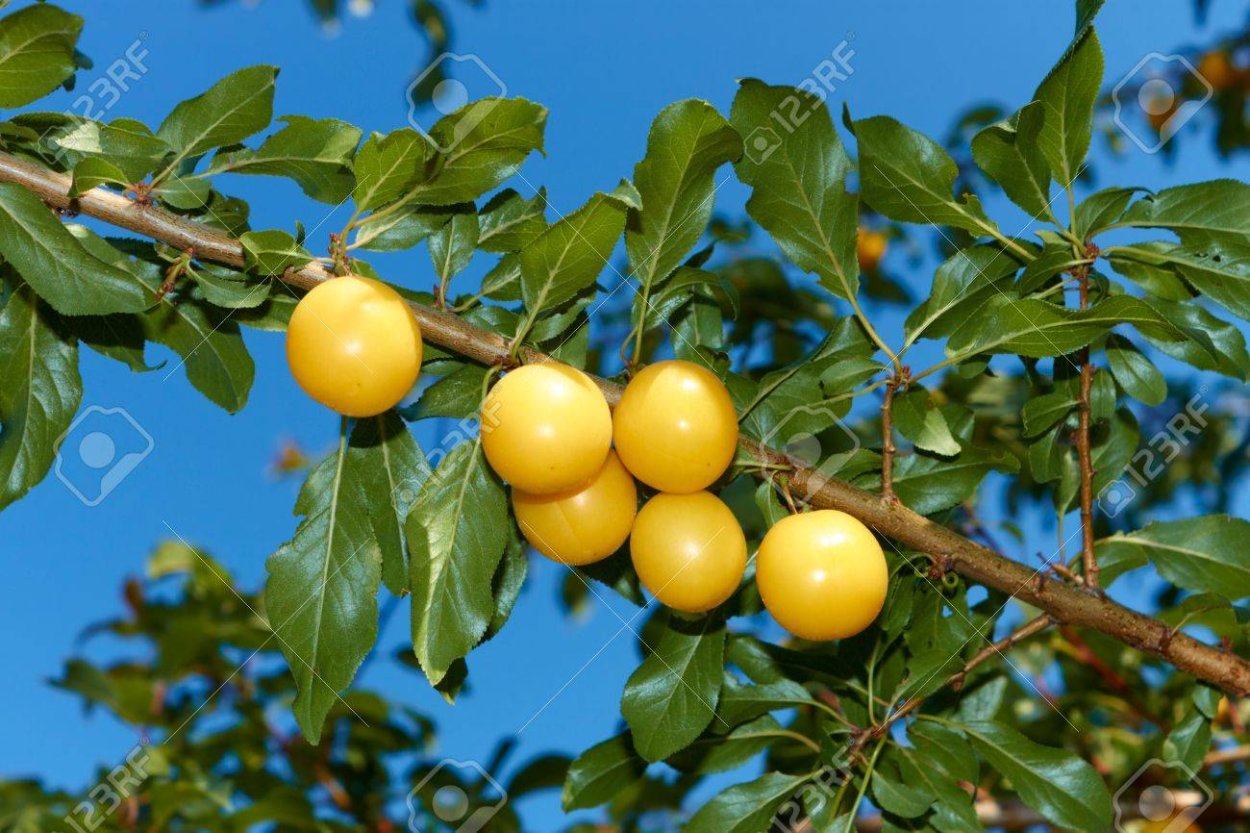 Деревья Новороссийска с желтыми плодами