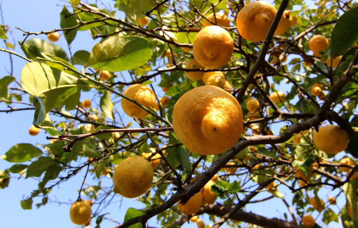 Алыча абрикос