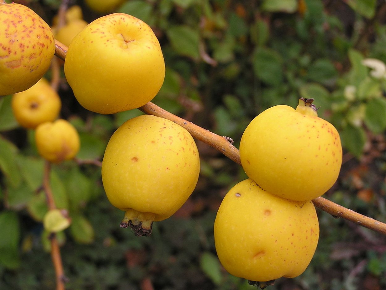 Жёлтая ягода на дереве