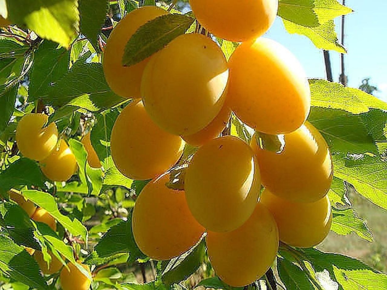 Кизил желтый