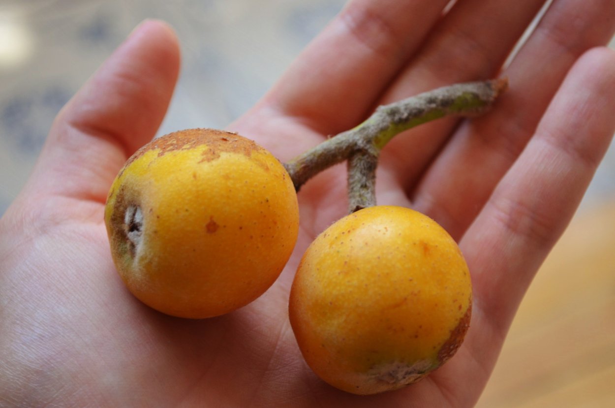 Дикая яблоня с крупными плодами