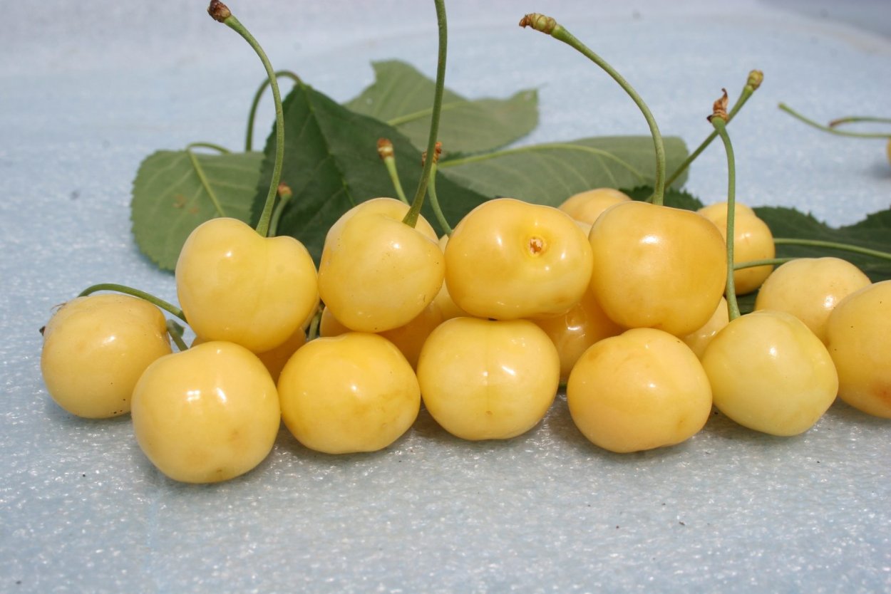 Кустарник с желтыми плодами
