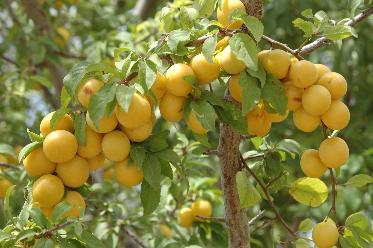 Слива растопыренная алыча