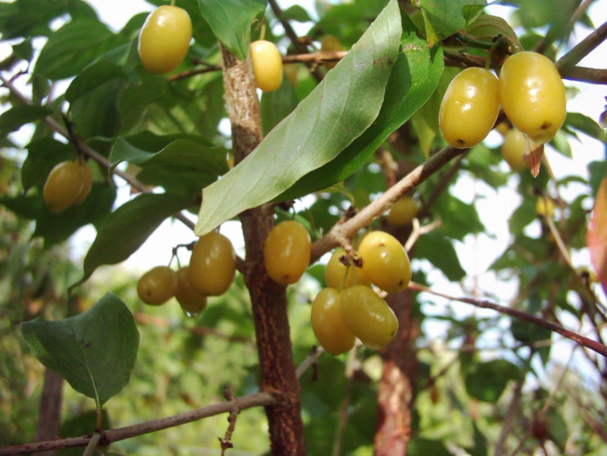 Limonnoe derevo в природе