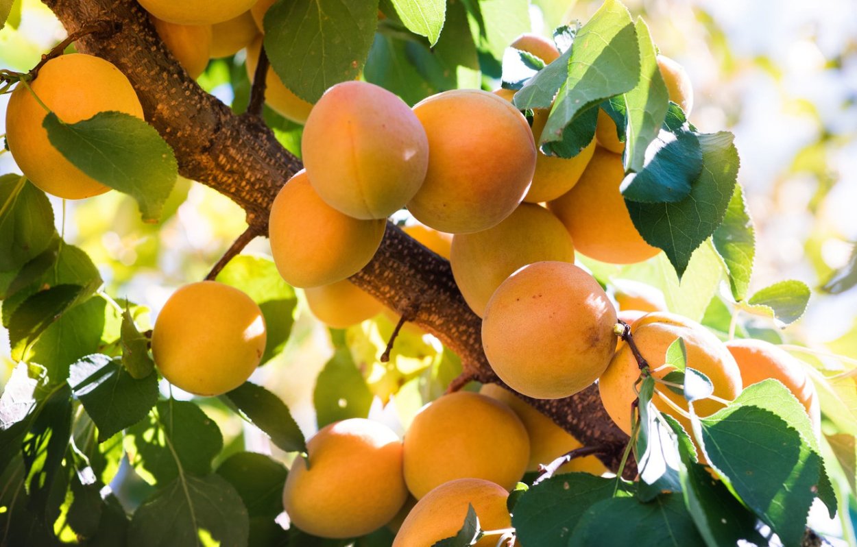 Кизил сорт Янтарный