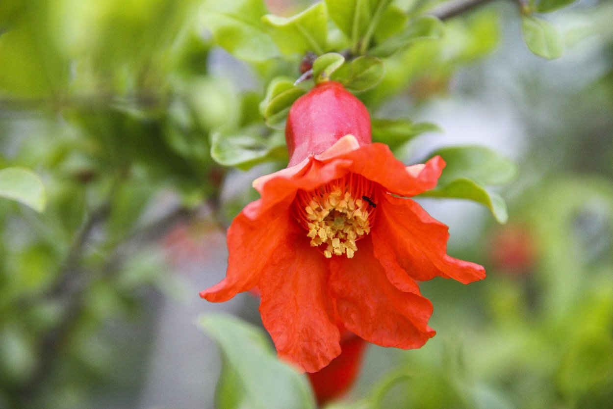 Гранат дерево цветение