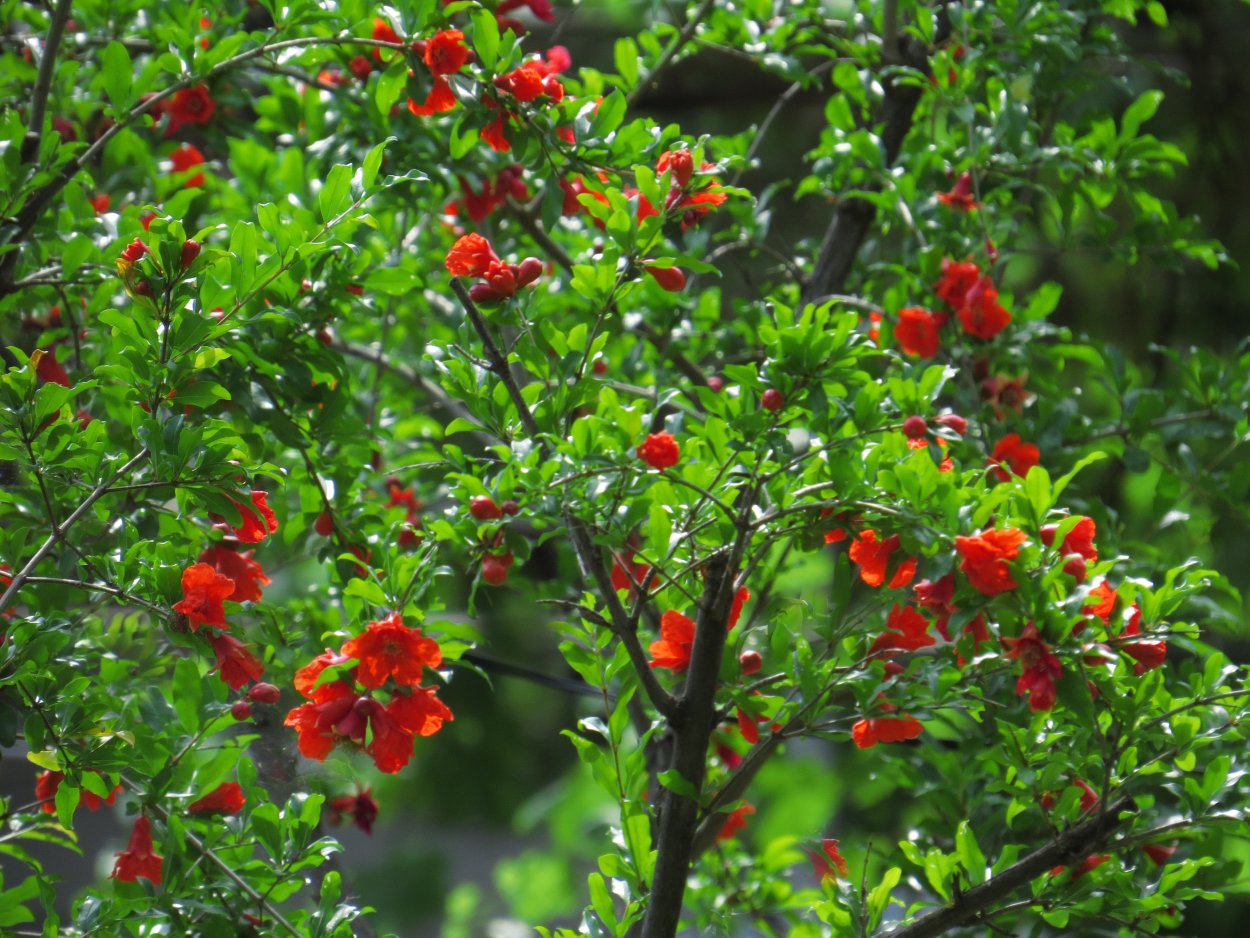 Гранат Punica granatum