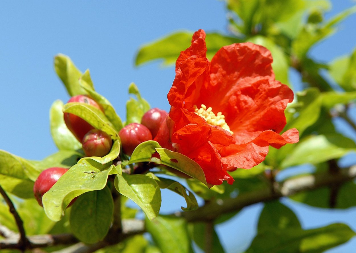 Гранатовое дерево цветет