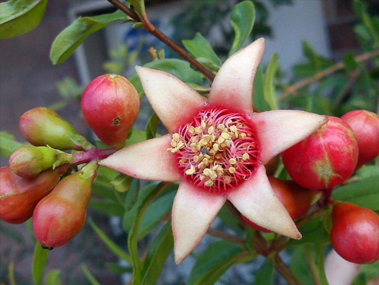 Punica granatum Toyosho