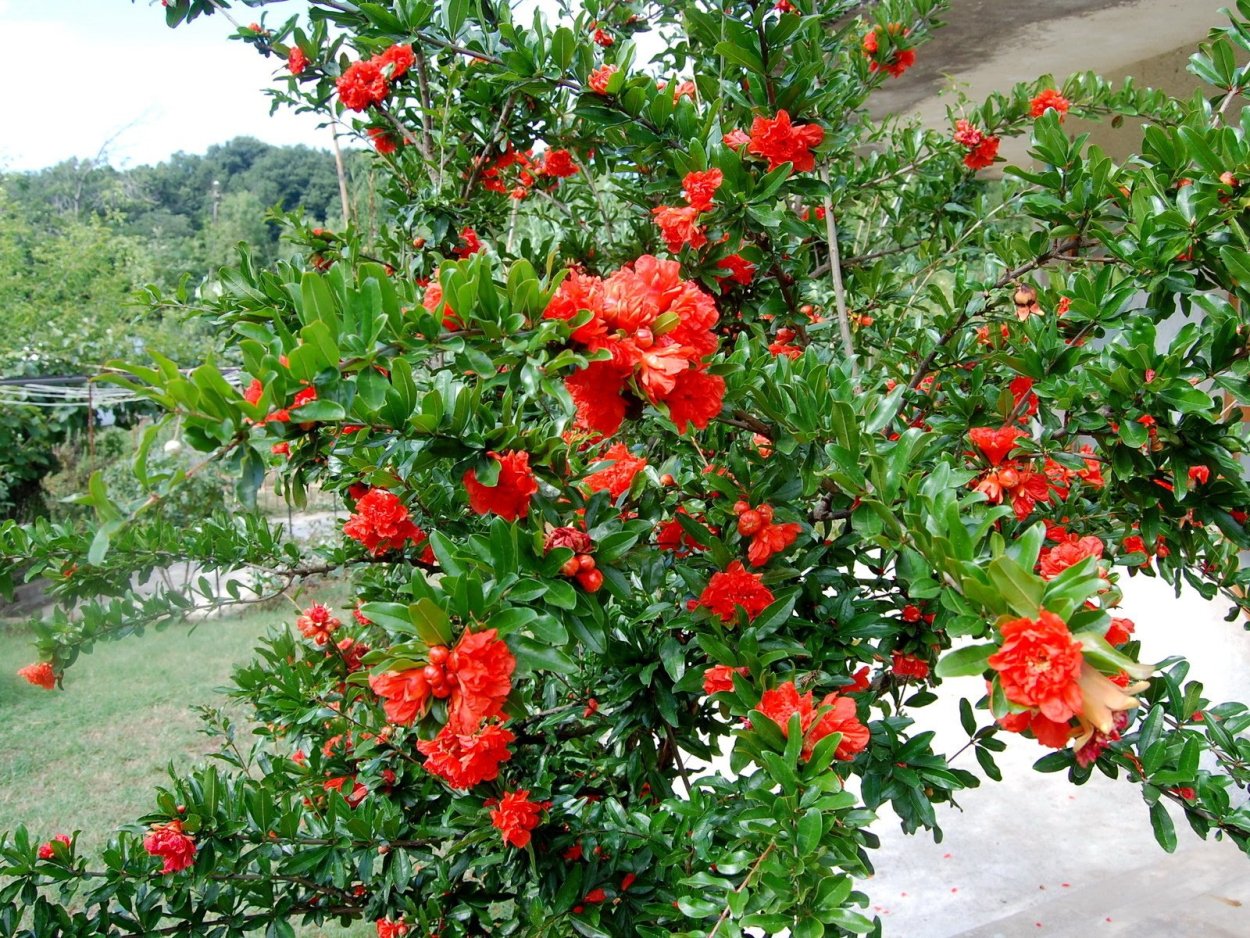 Красный цветок