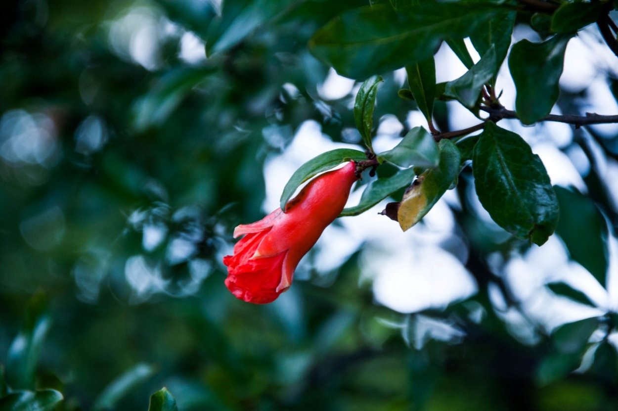 Гранат цветение