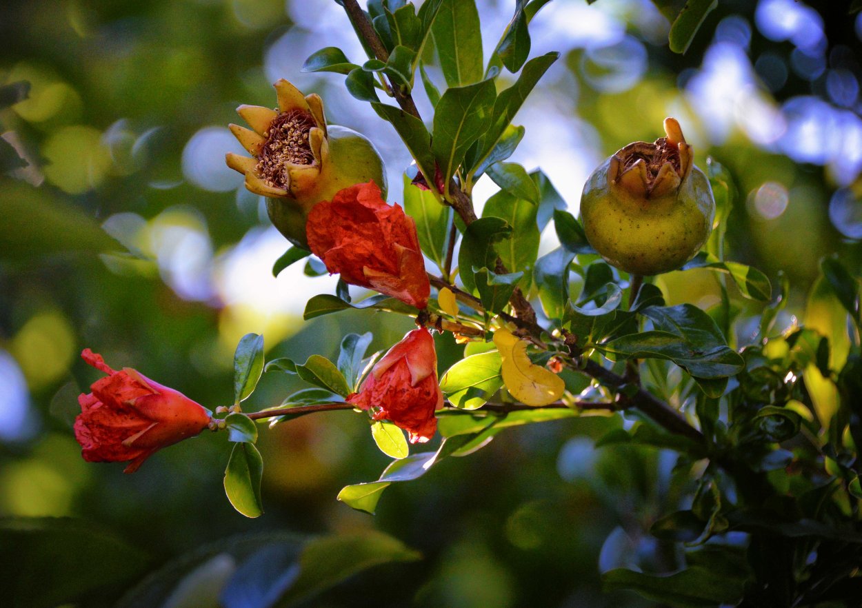 Цветок граната Памир 50 г.