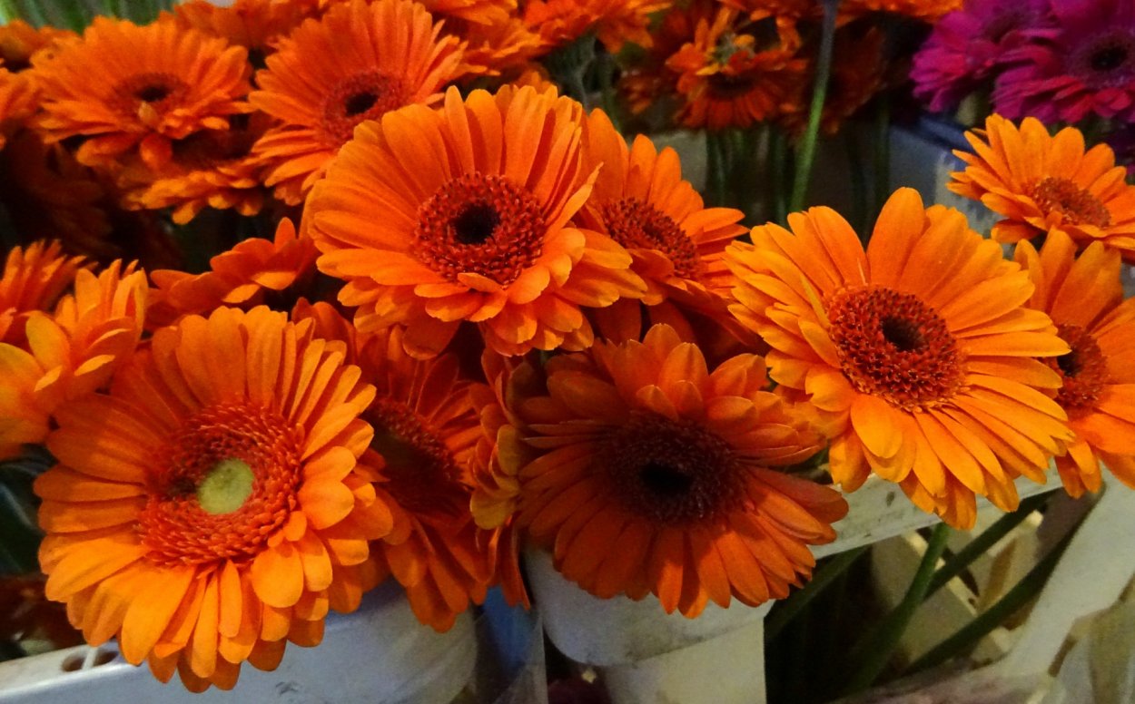 Фото коричневого оранжевого друга