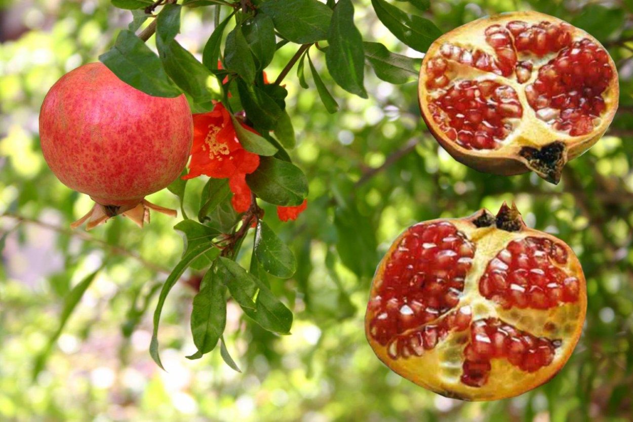 Гранат цветет