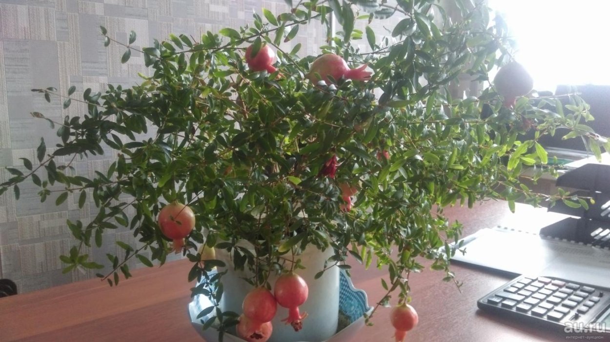 Гранат цветок Испания