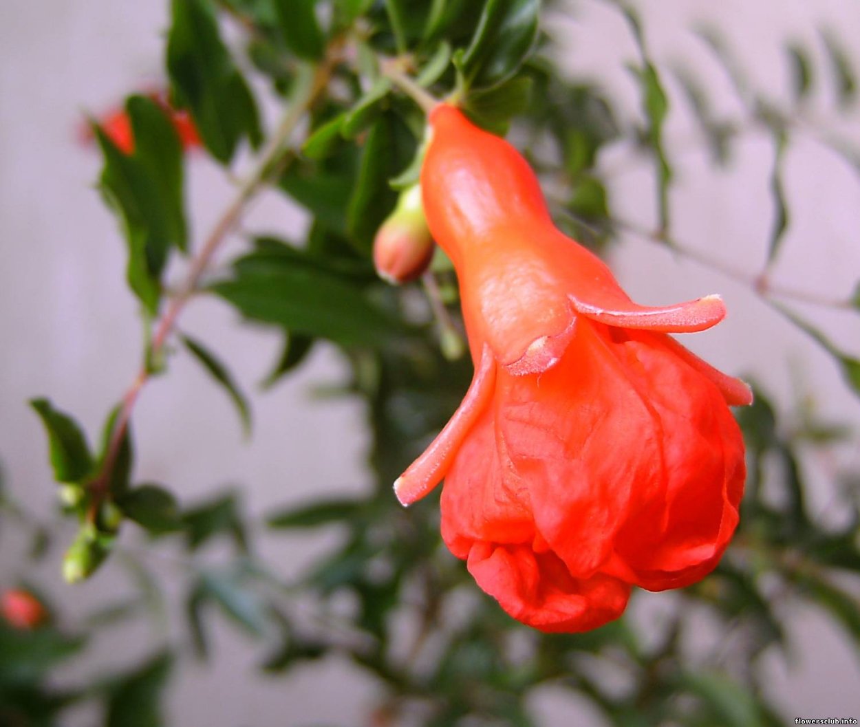 Комнатный гранат сорт Нана