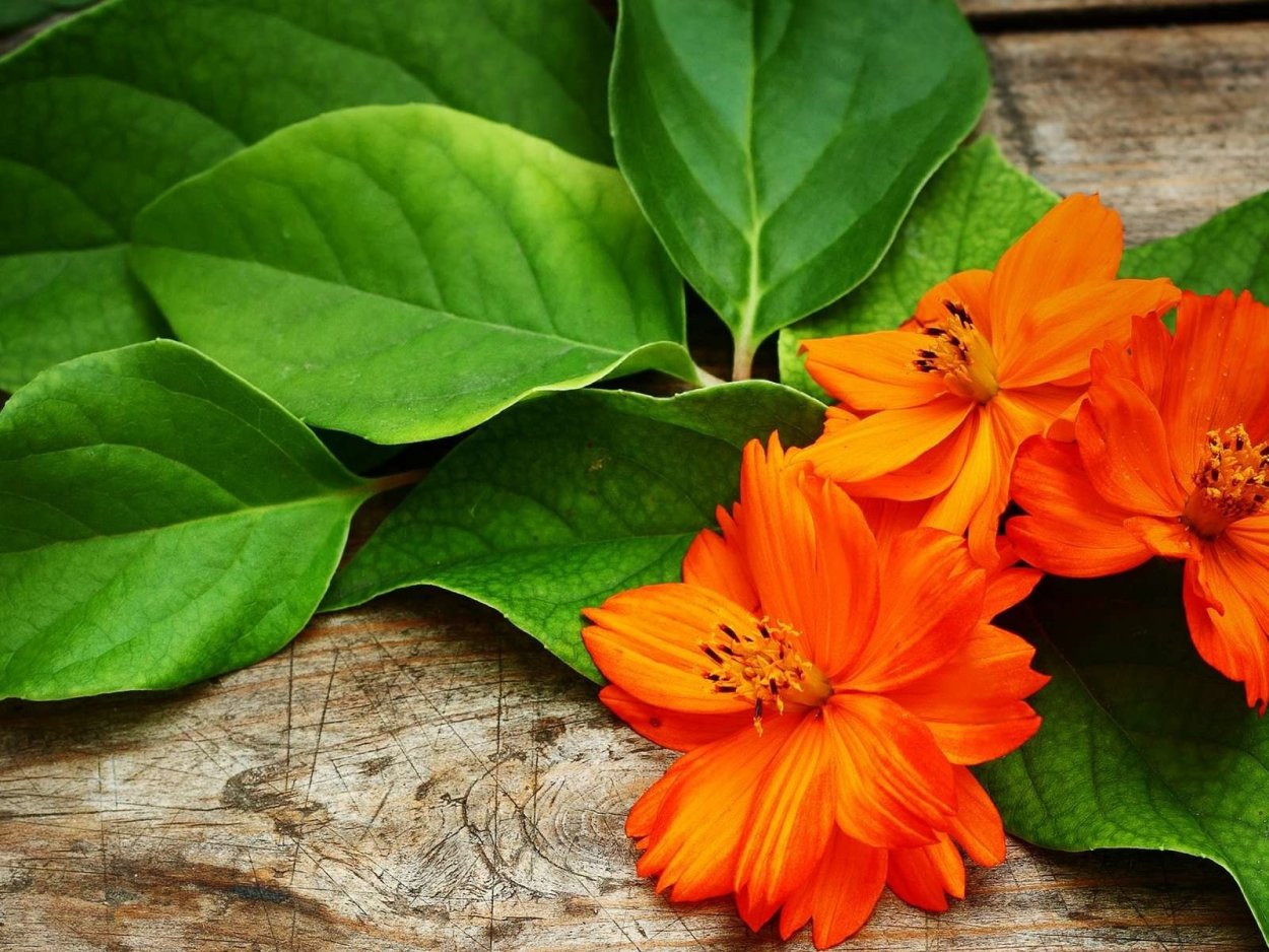 Примула гетор Тагетес оранж