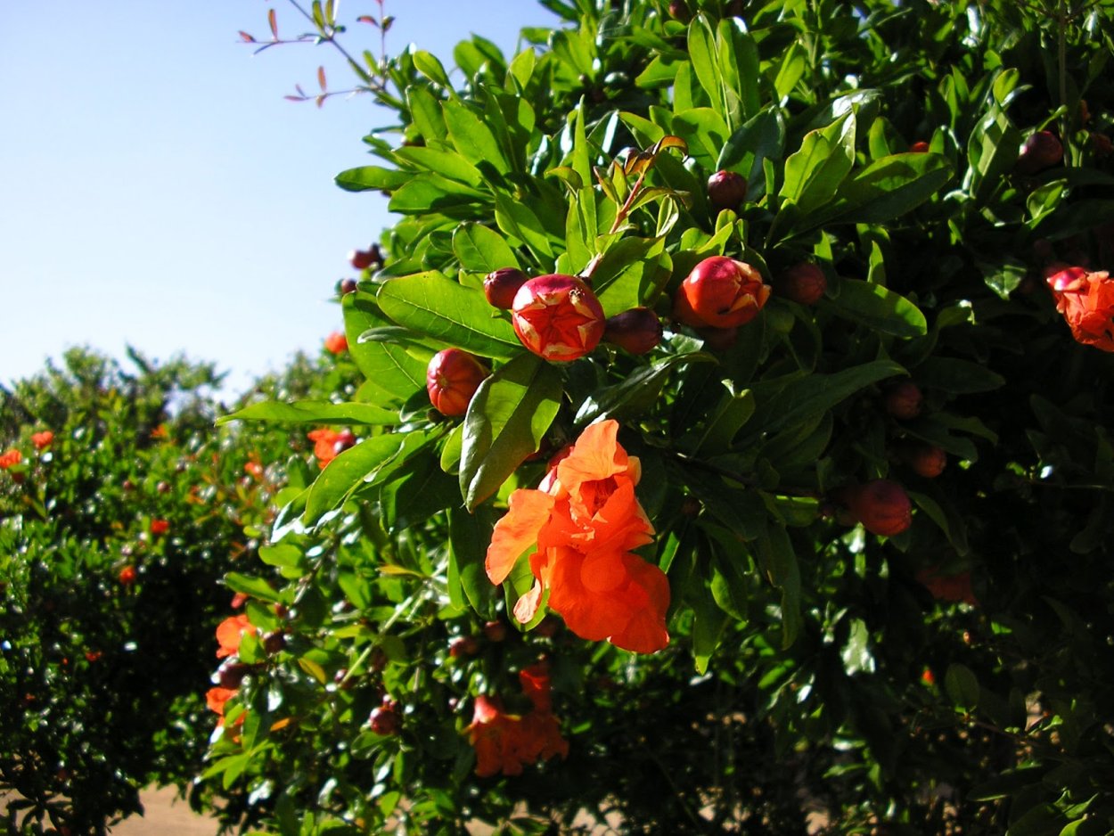 Цветок Помегранат