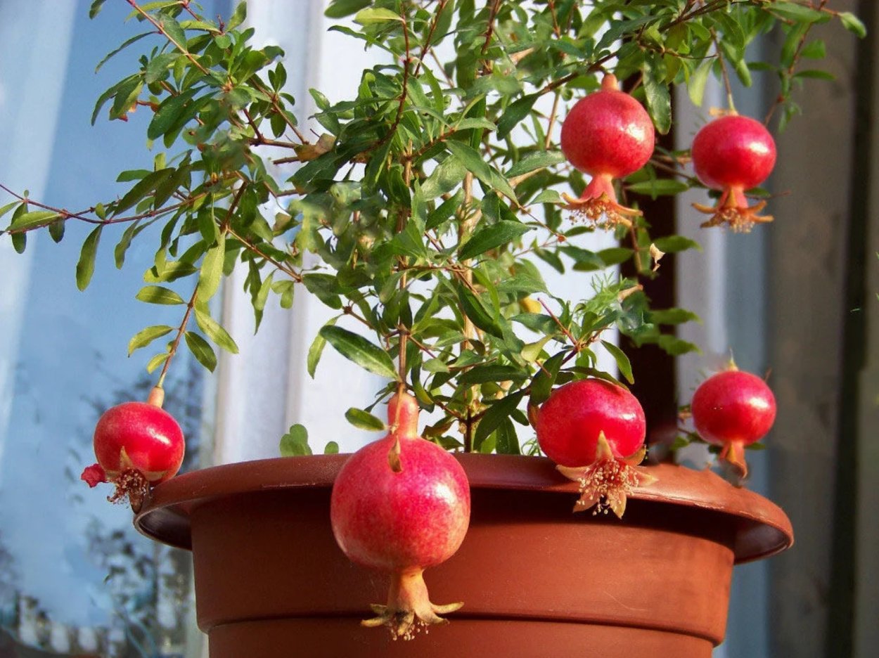 Как выглядит Гранатовое дерево