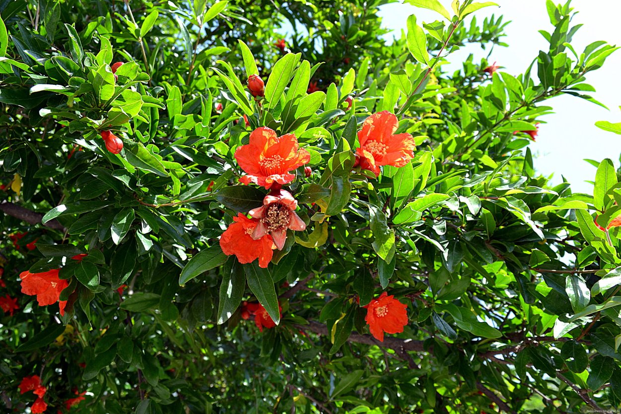 Гранат весной