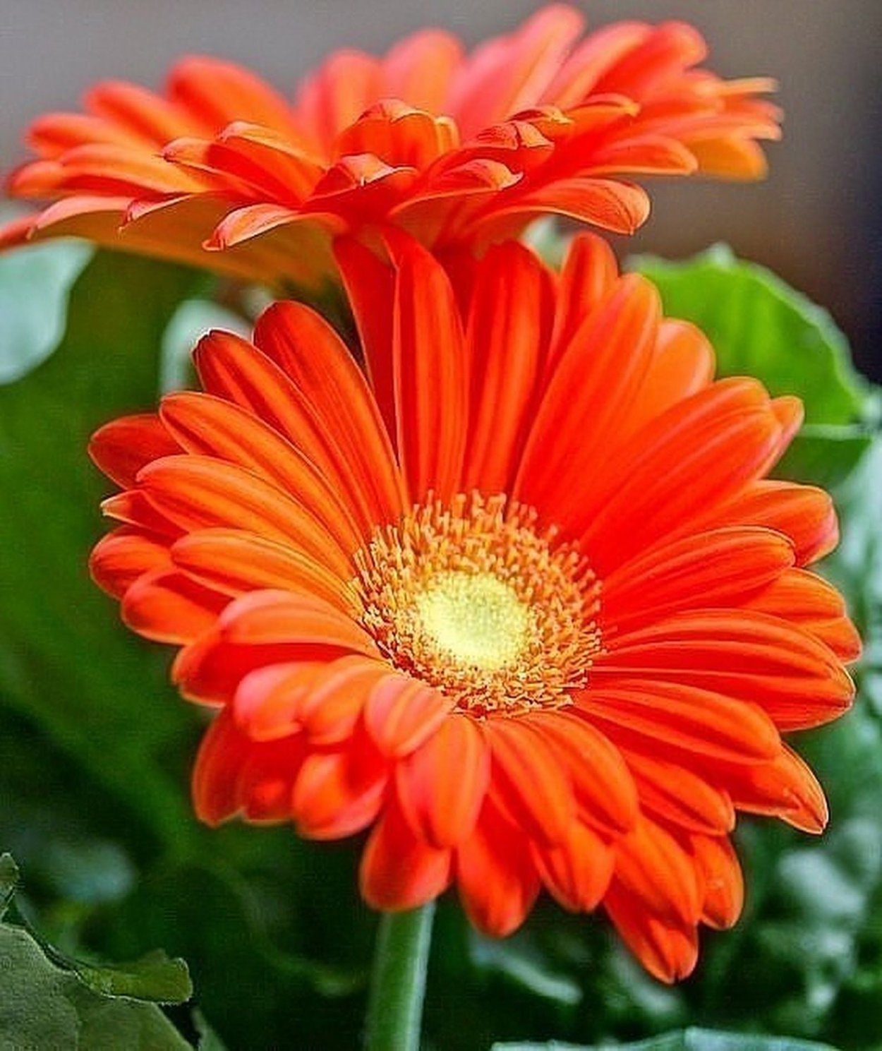 Астровые герберы