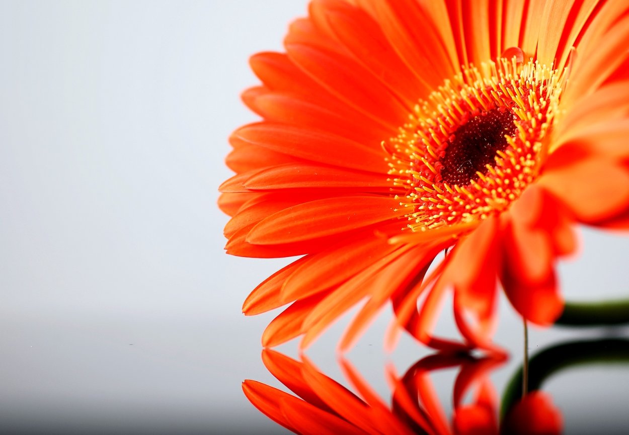 Гербера Ромелла