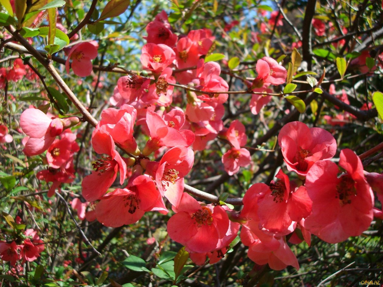 Кемер цветущие деревья