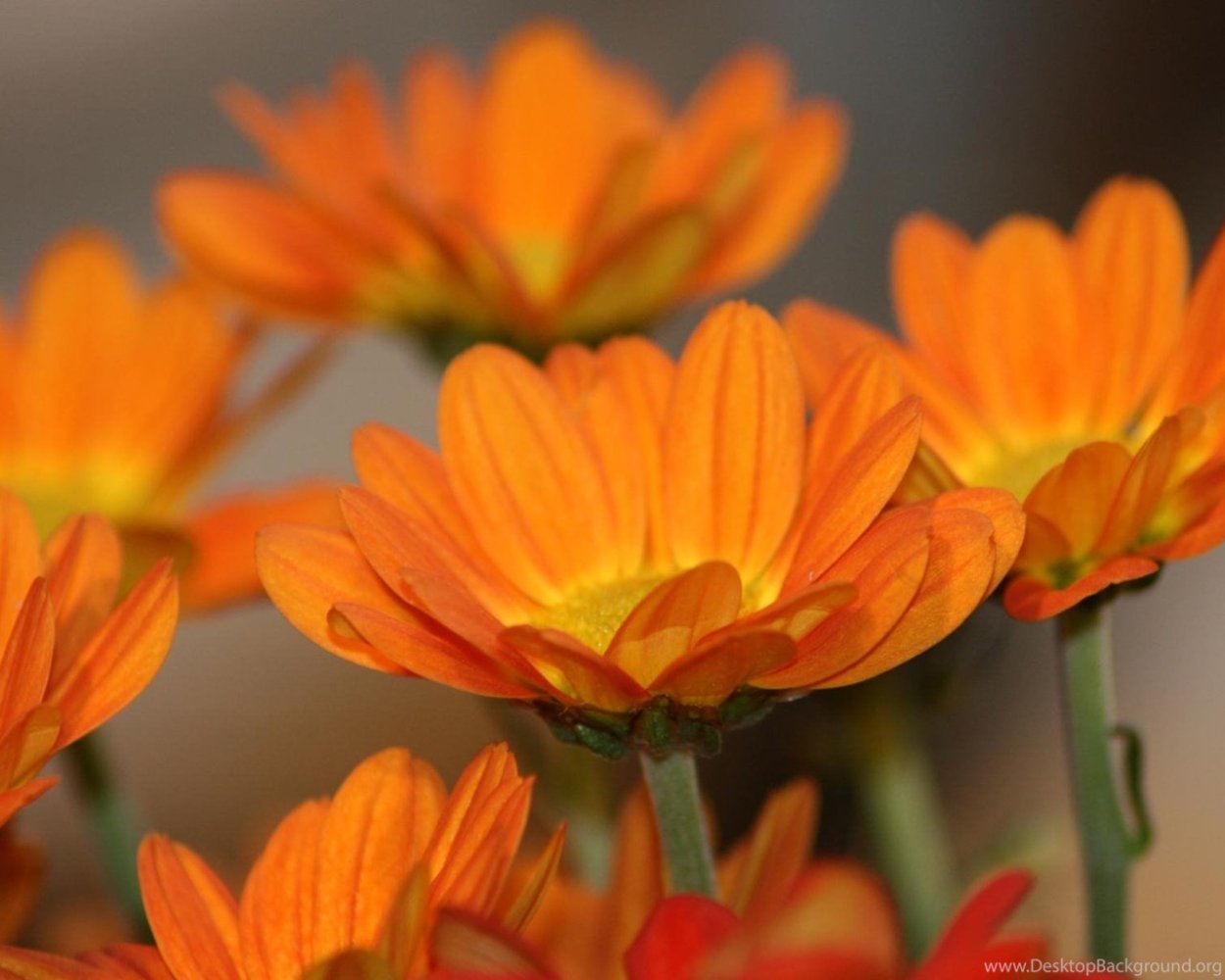 Оранжевые обои на телефон HD