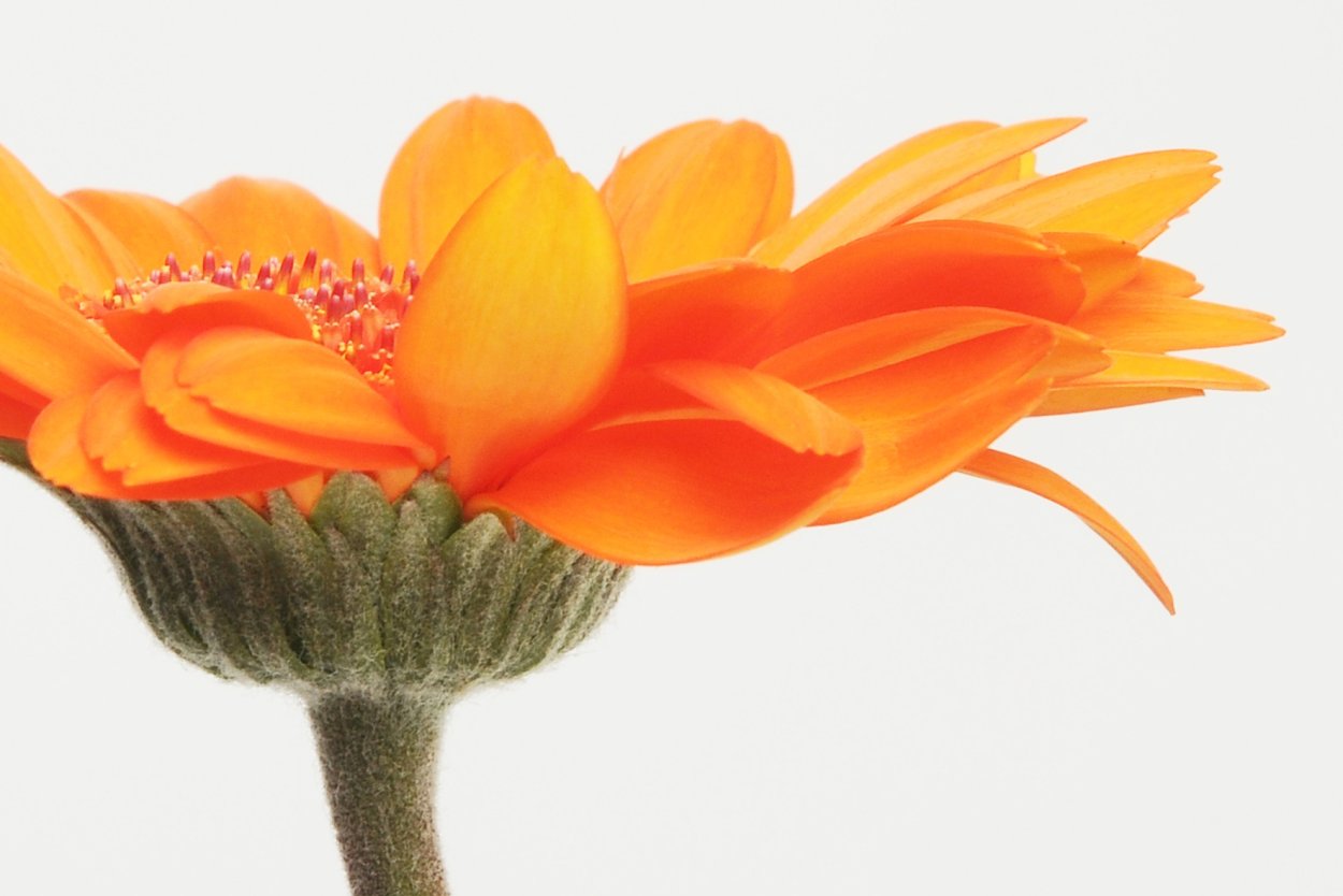 Оранжевый цвет