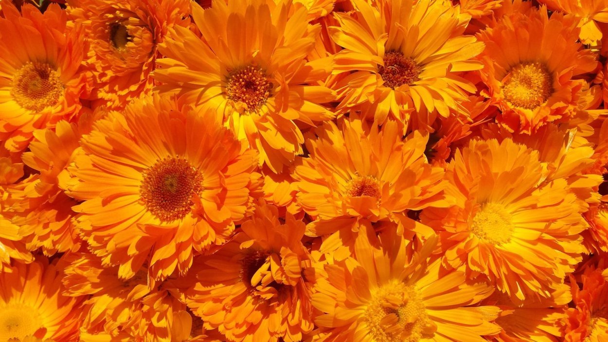 Календула сорта «Кальта»,