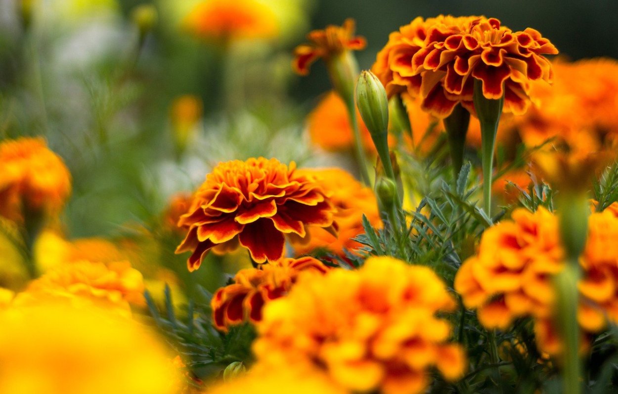 Цветы осени бархатцы