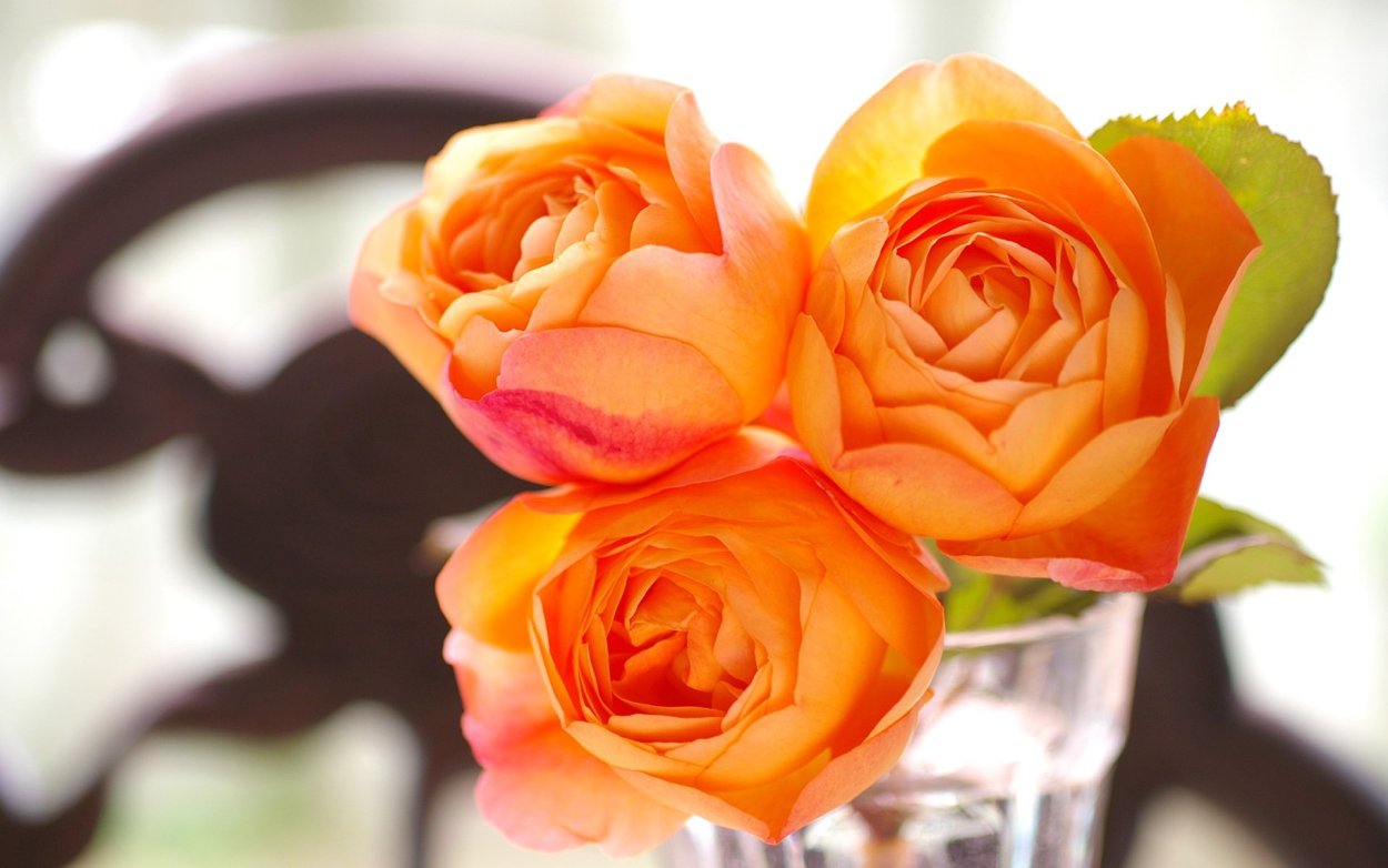 Роза оранж Вейв