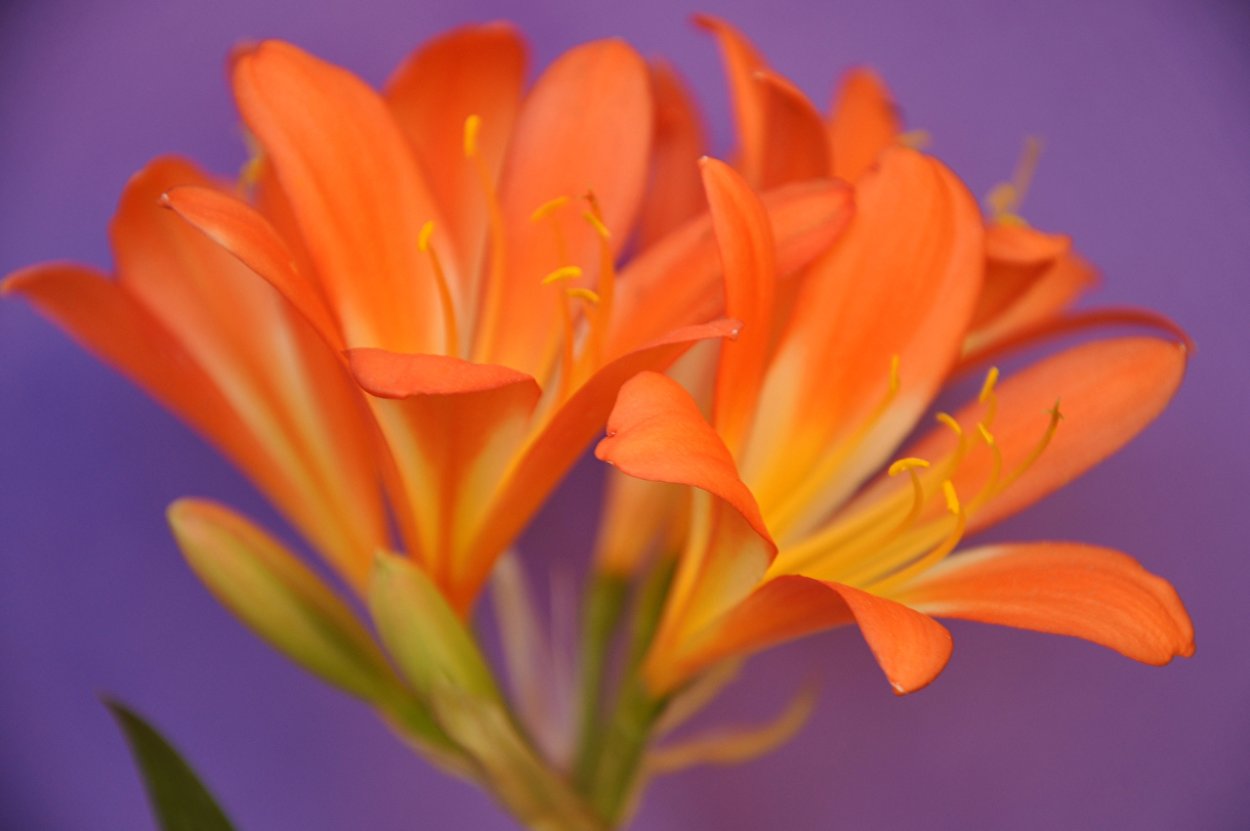 Оранжевые цветочки