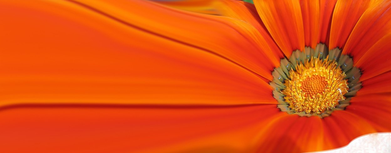 Оранжевый Дейзи цветок