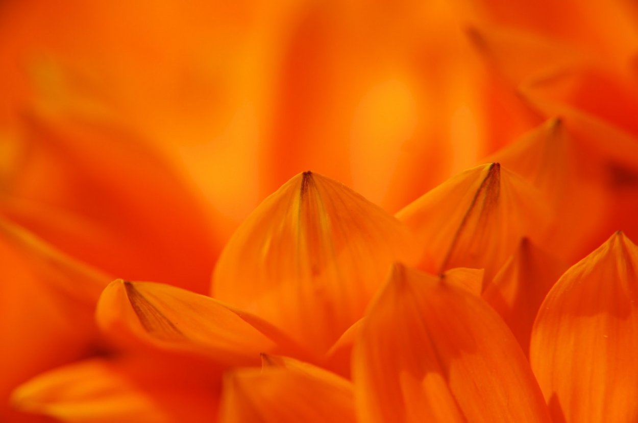 Оранжевый тон