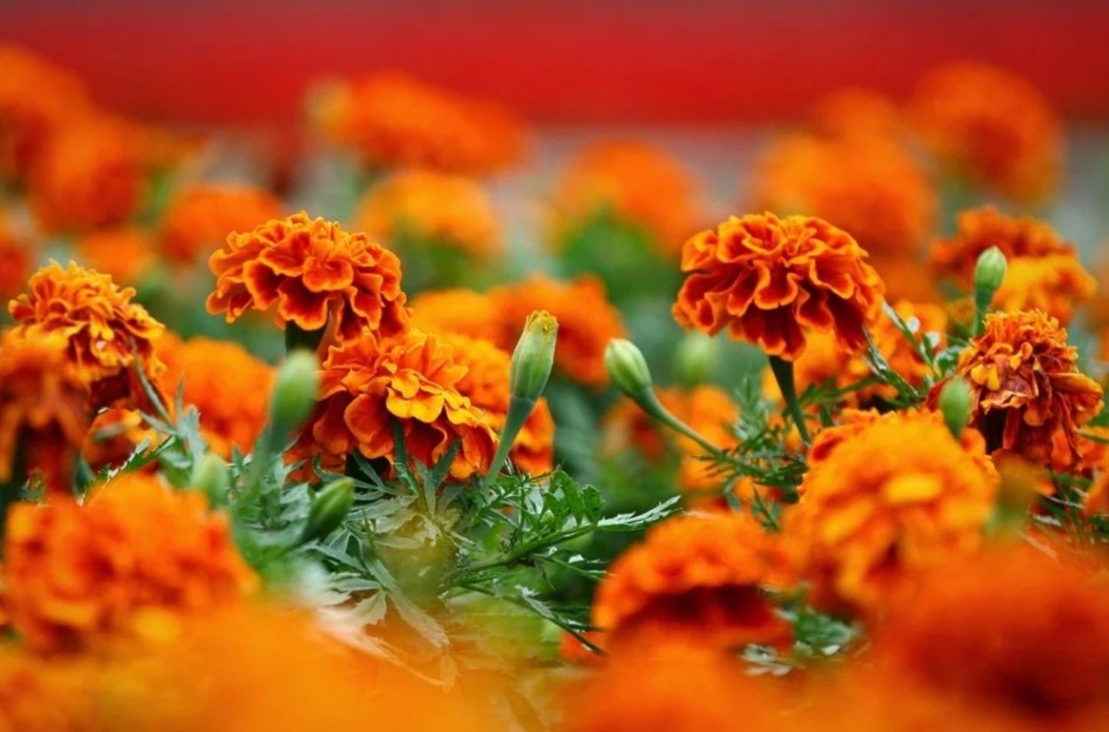 Бархатцы Тагетес