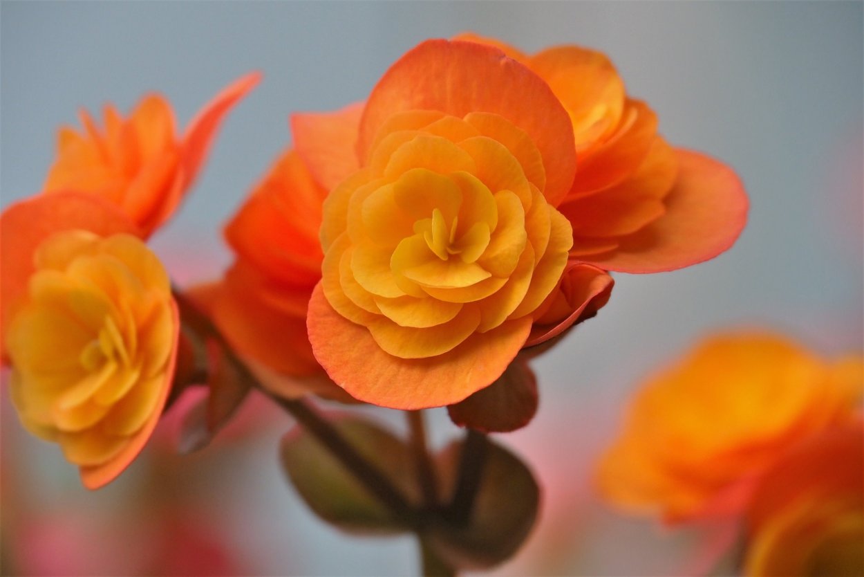 Насыщенно оранжевые цветы