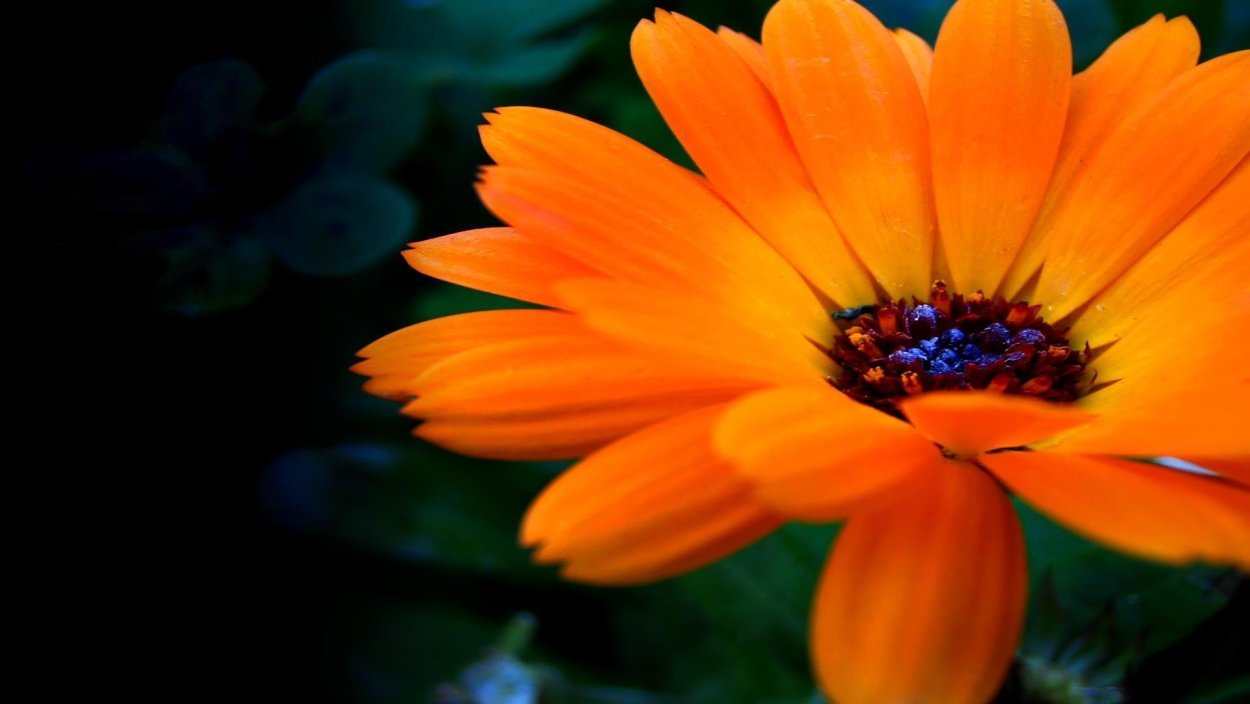 Красивый оранжевый свет