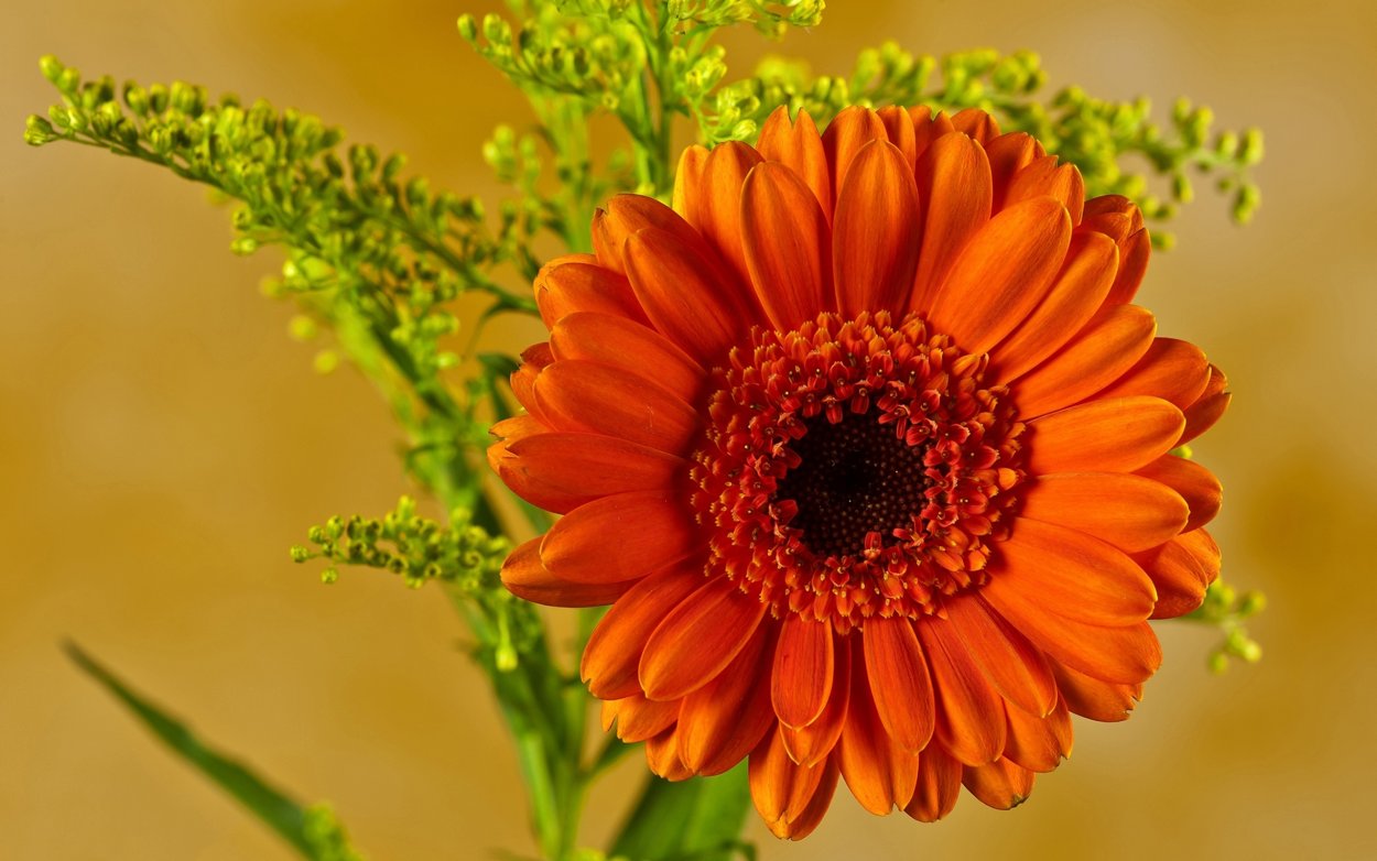 Гербера (Gerbera)