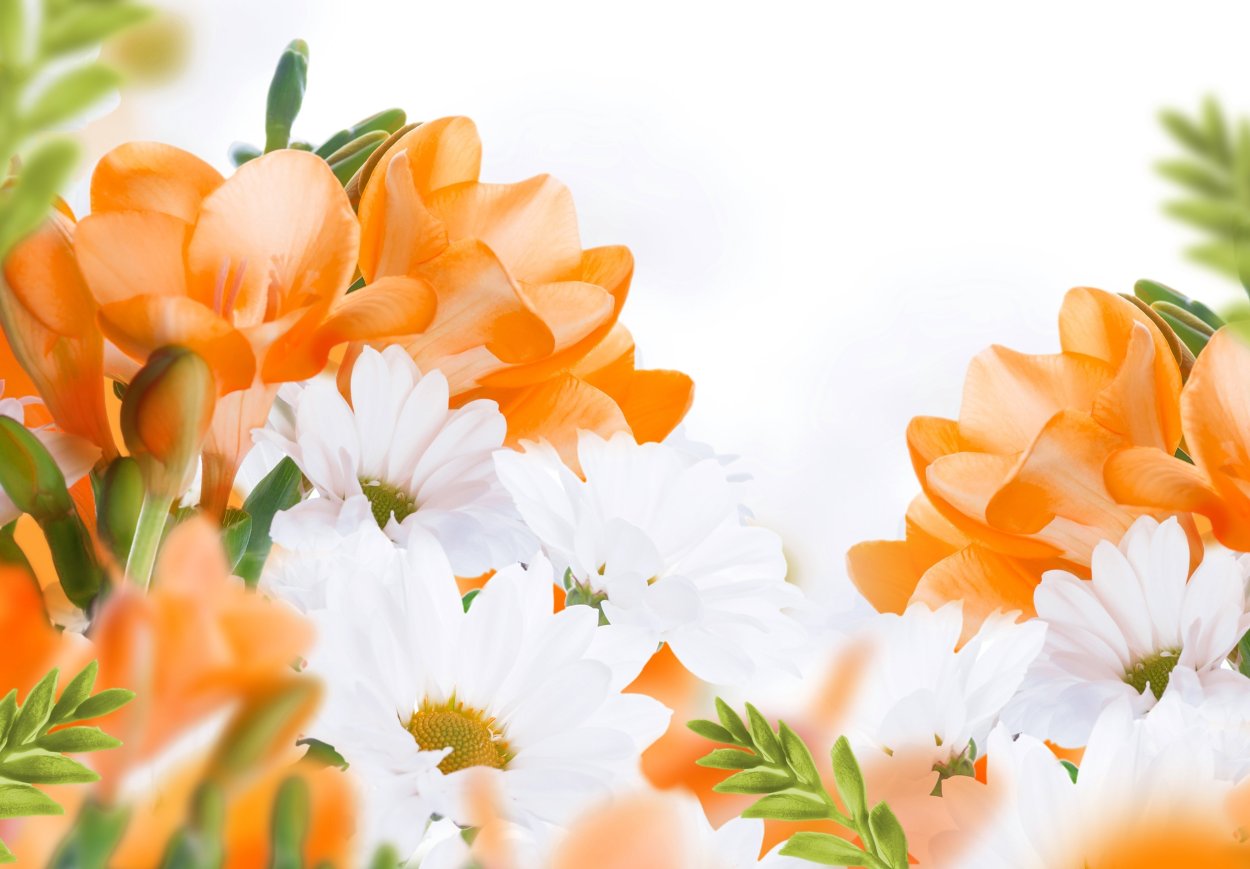 Бархатцы в Индии