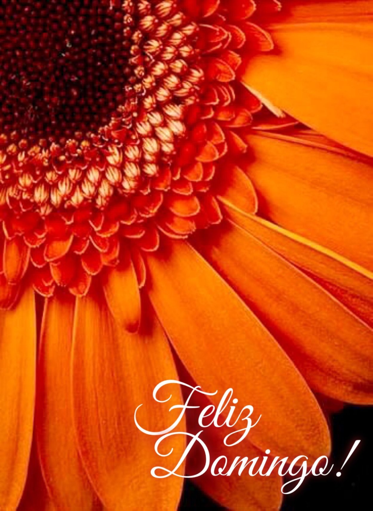 Гербера колор Блум