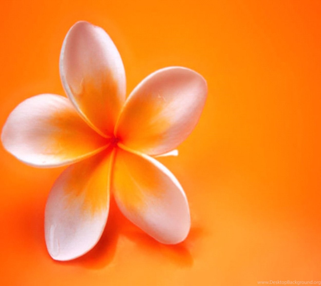 Красивый оранжевый букет