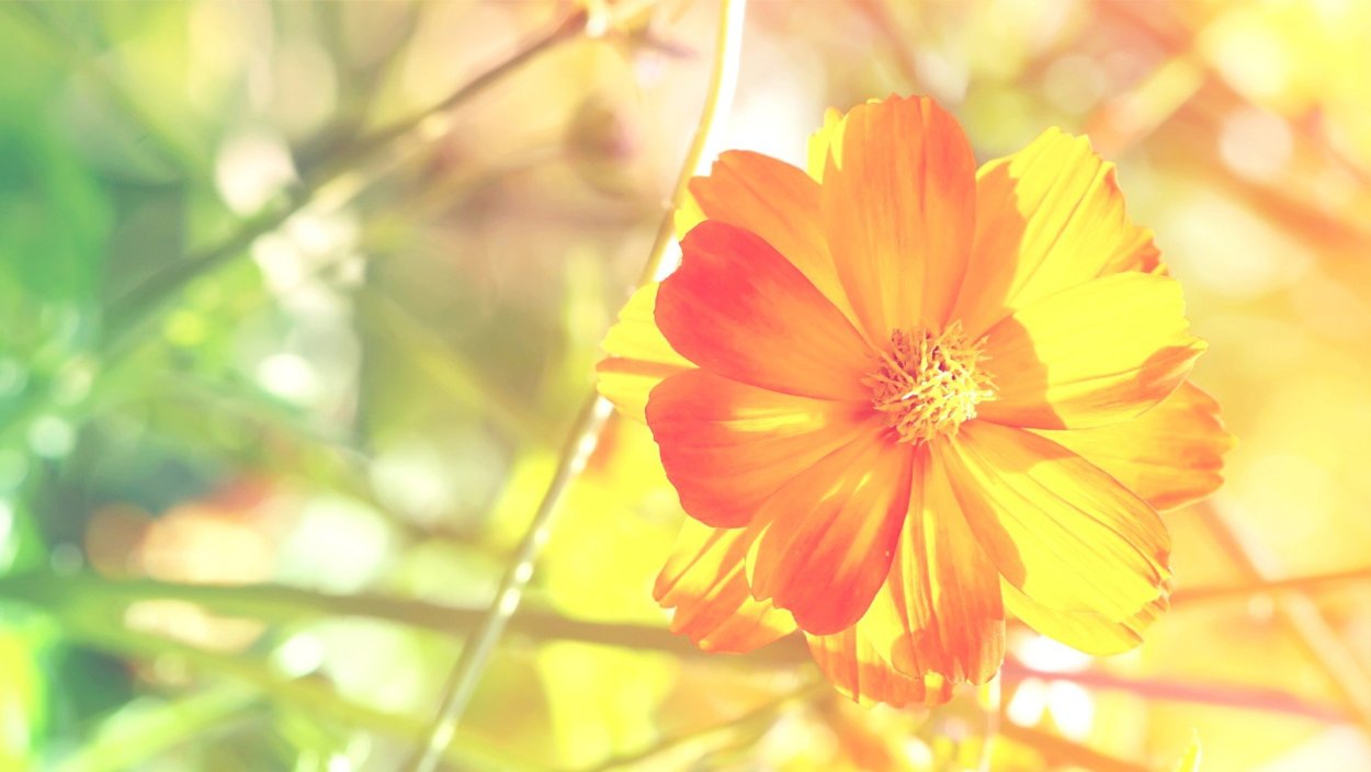 Цветы на оранжевом фоне