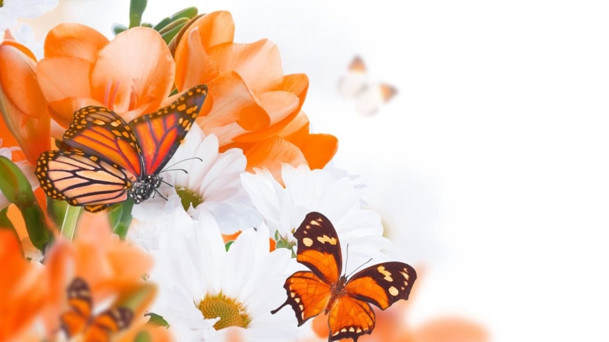 Оранжевые цветы