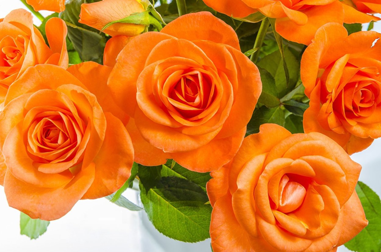 Оранжевая Энджел роза