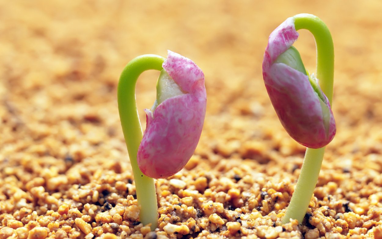 Семечко растения