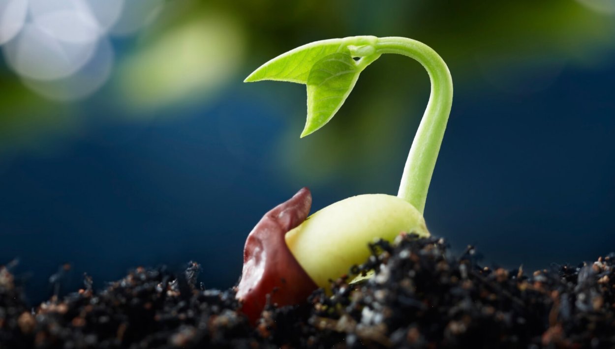 Ростки фасоли