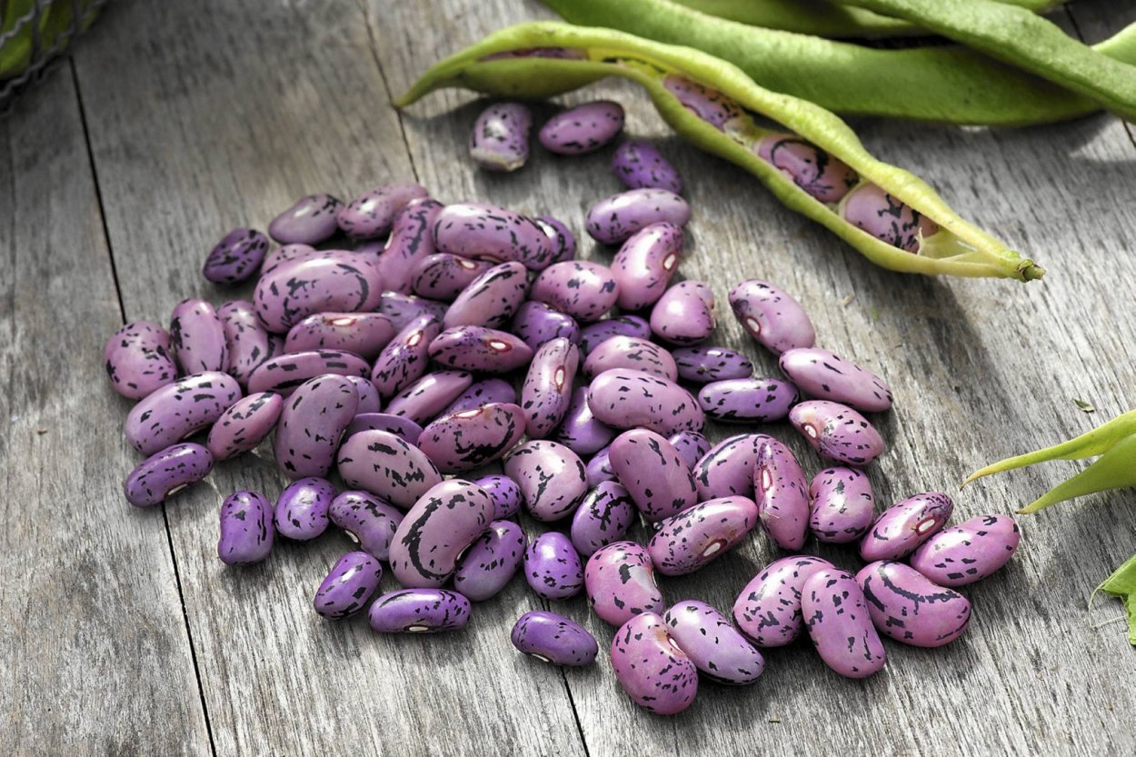 Прорастание семян Боба